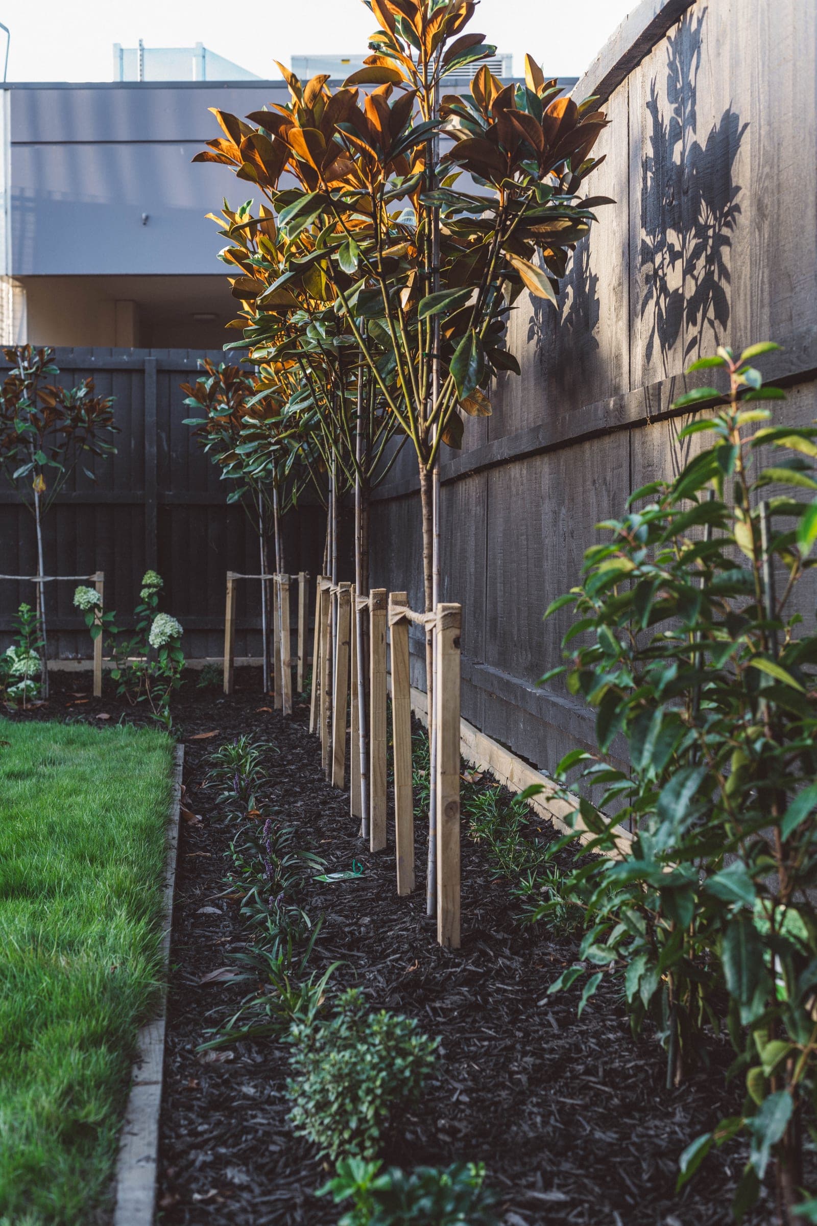 Newly-planted magnolias and hydrangeas in crisp, mulched beds.